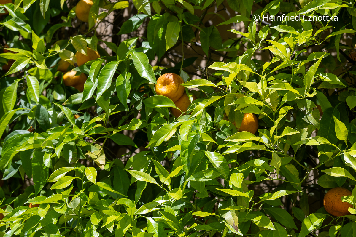 Bitterorangen (Citrus aurantium) Bitterorangen (Citrus aurantium) mit kleinen orangen Früchten