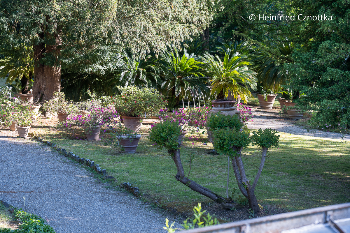 Blick in den Botanischen Garten im Giardino di Boboli Blick in den Botanischen Garten im Giardino di Boboli mit Palmen und bepflanzten Terracottatöpfen