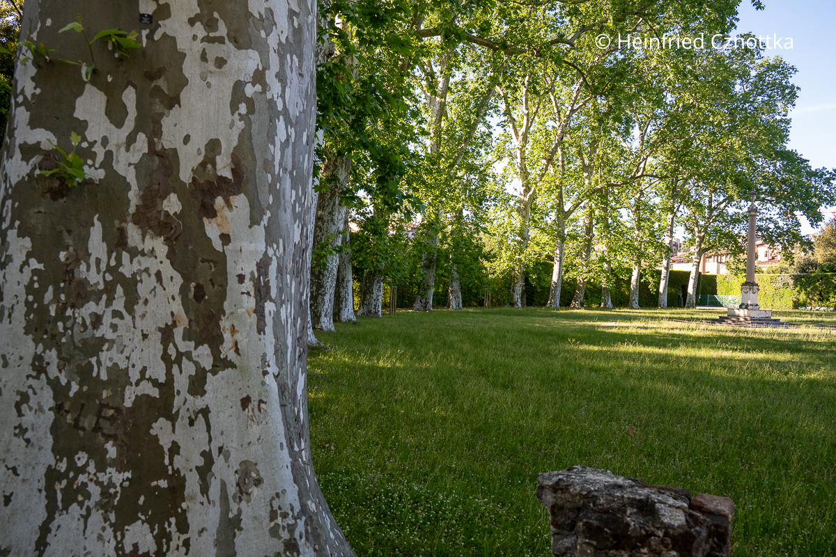 Platanen säumen den Prato delle Colonne (Wiese der Säulen) im Giardino die Boboli Ein Halbkreis aus Platanen säumt den Prato delle Colonne (Wiese der Säulen) im Giardino die Boboli