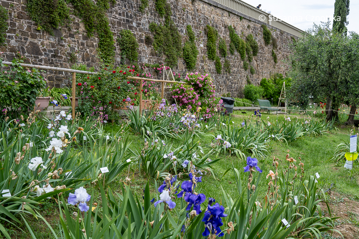 Schwertlilien (Iris) in Reihen unterhalb einer hohen Mauer