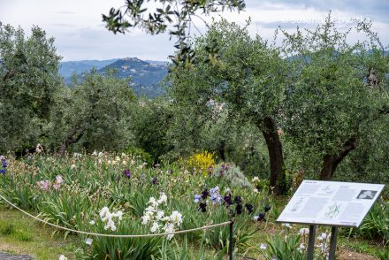 Irisgarten Florenz mit Blick auf die Hügel der Toscana