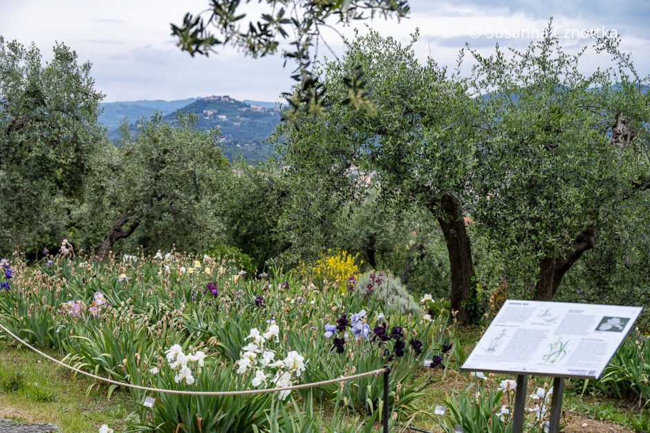 Irisgarten Florenz mit Blick auf die Hügel der Toscana
