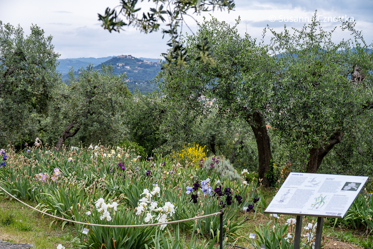 Irisgarten Florenz mit Blick auf die Hügel der Toscana