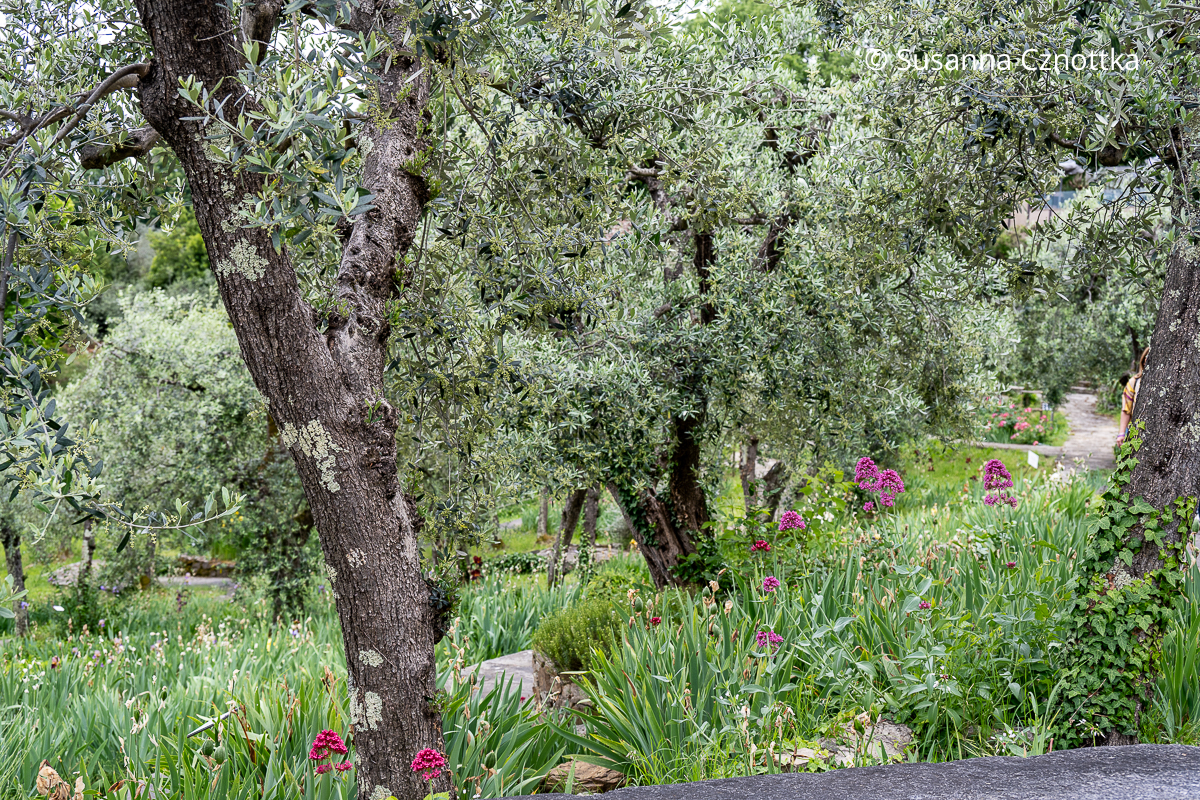 Rote Spornblume (Centranthus ruber) und Schwertlilien (Iris) unter Olivenbäumen (Olea europaea)