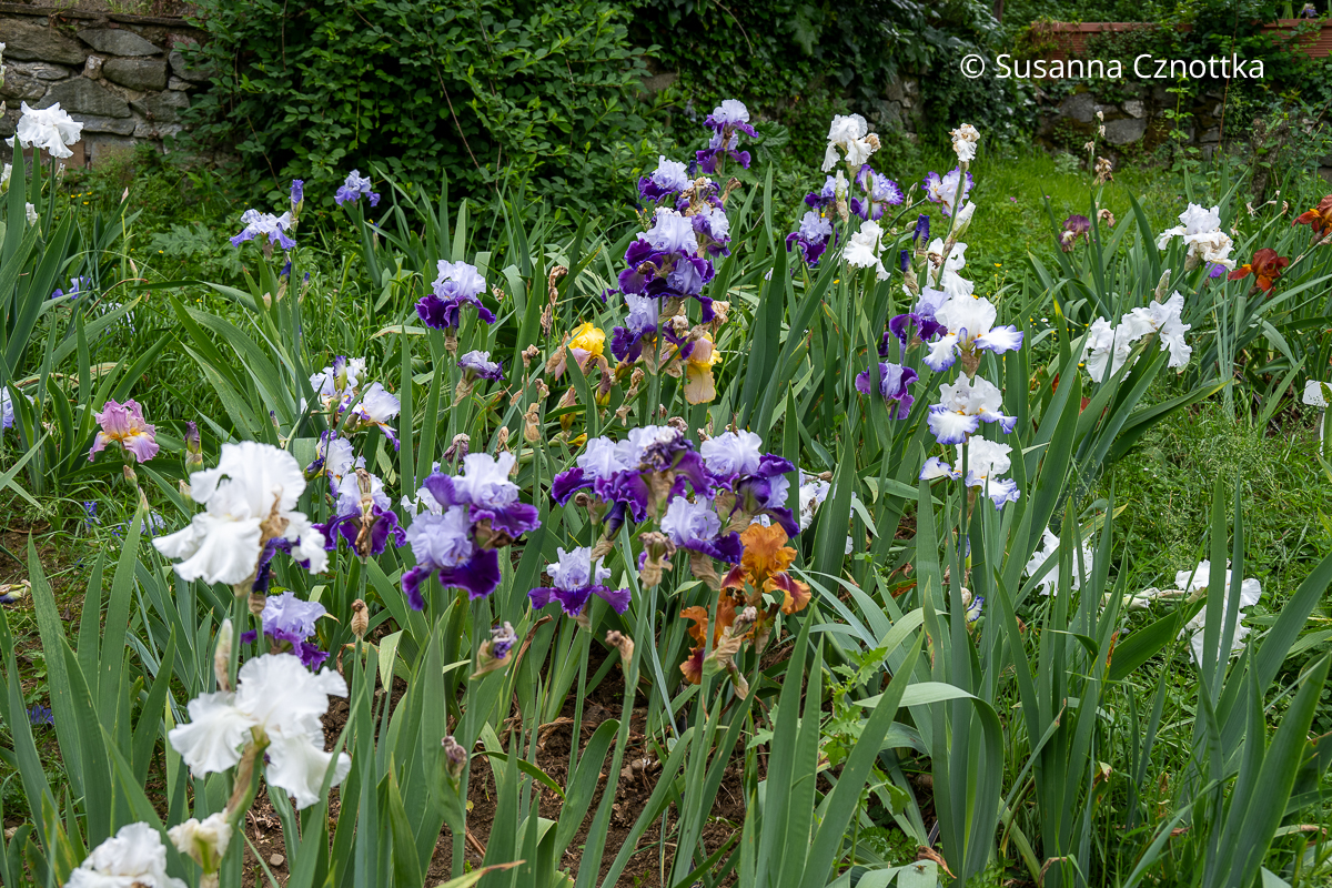 Verschiedene Hohe Bartnelken (Iris barbata) in einem Beet