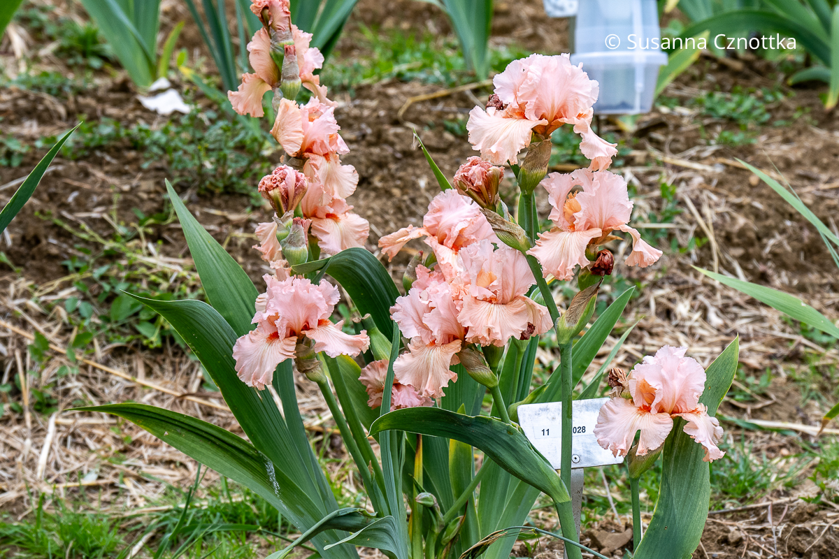 Lachsfarbene Iris im Irisgarten Florenz