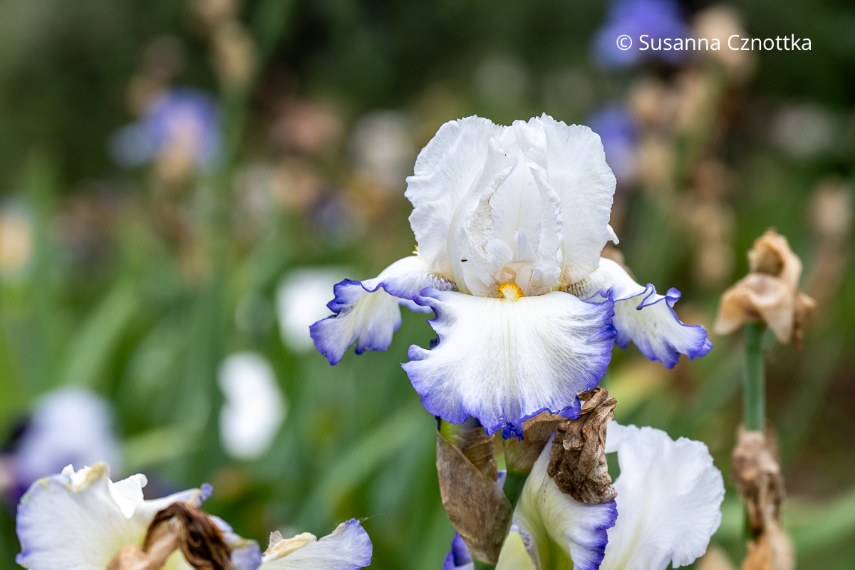 Hohe Bart-Iris (Iris barbata-elatior) 'Queen's Circle' mit weißem Dom und weißen Hängeblättern mit blauem Rand