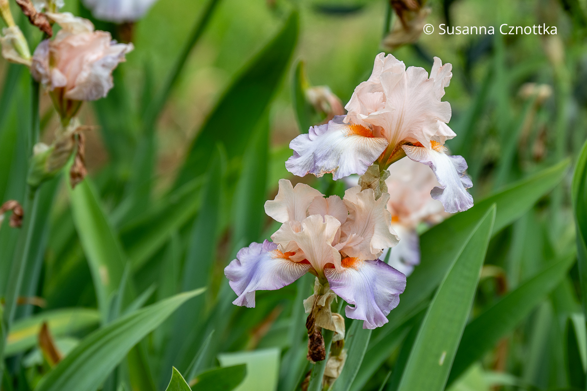 Hohe Bart-Iris (Iris barbata-elatior) 'Celebration Song' mit zart lachsfarbenen und hell violetten Blütenblättern