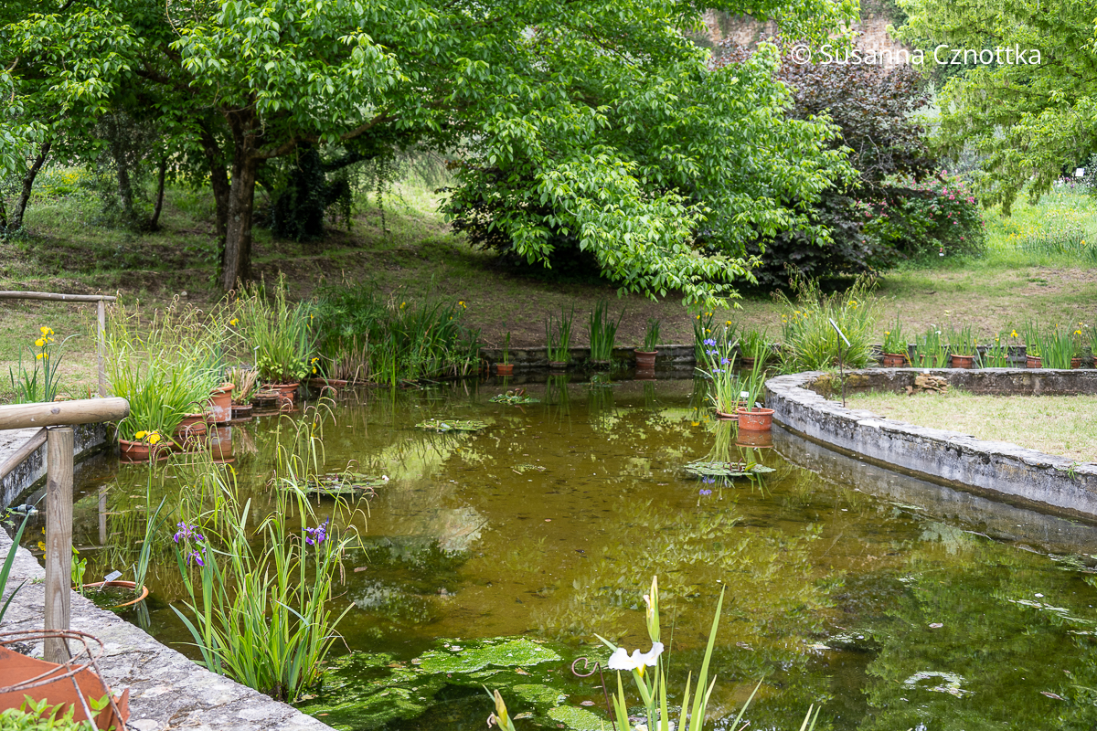 Teich im Irisgarten Florenz mit Sumpf-Schwertlilien (Iris pseudacorus) und Louisiana-Wasser-Iris (Iris louisiana-Gruppe)