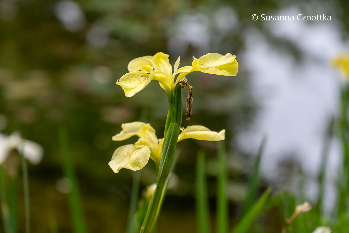 Blassgelbe Sumpf-Schwertlilie (Iris pseudacorus) 'Primrose'