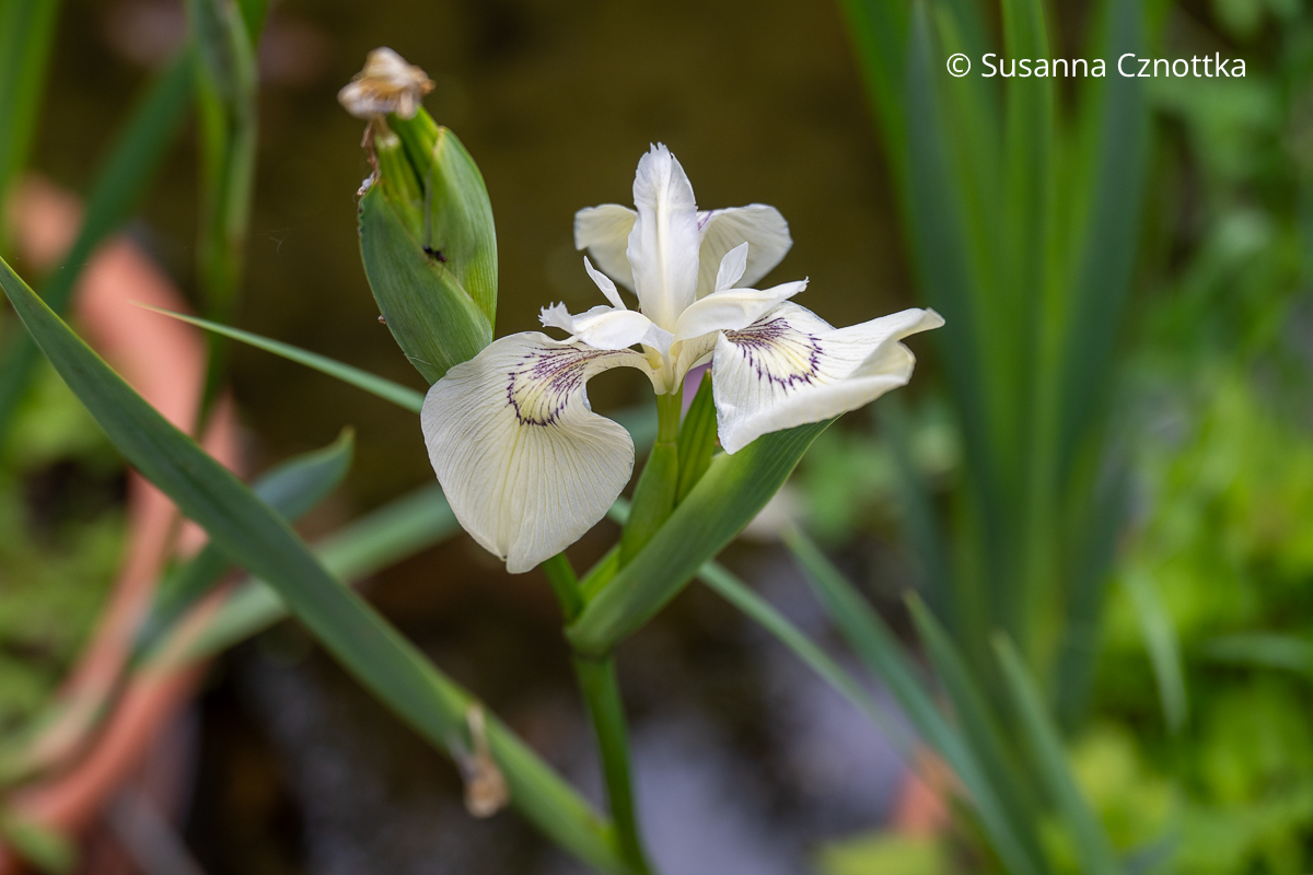 Weiße Sumpf-Schwertlilie (Iris pseudacorus) 'Foxcroft Full Moon' mit feiner dunkel violetter Zeichnung