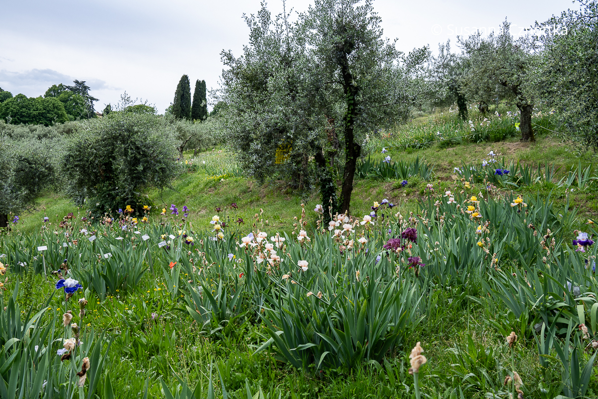 Blick in den Irisgarten in Florenz