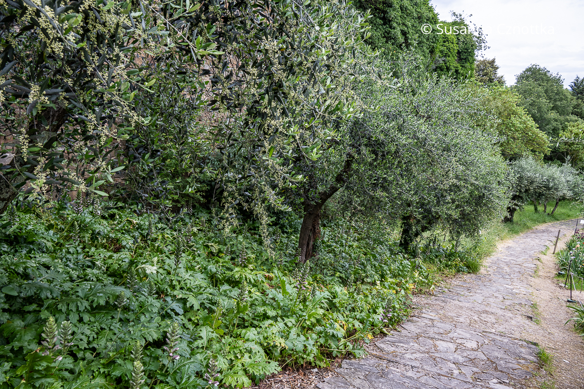 Mediterraner Garten: Weicher Bärenklau (Acanthus mollis) unter Olivenbäumen (Olea europaea)