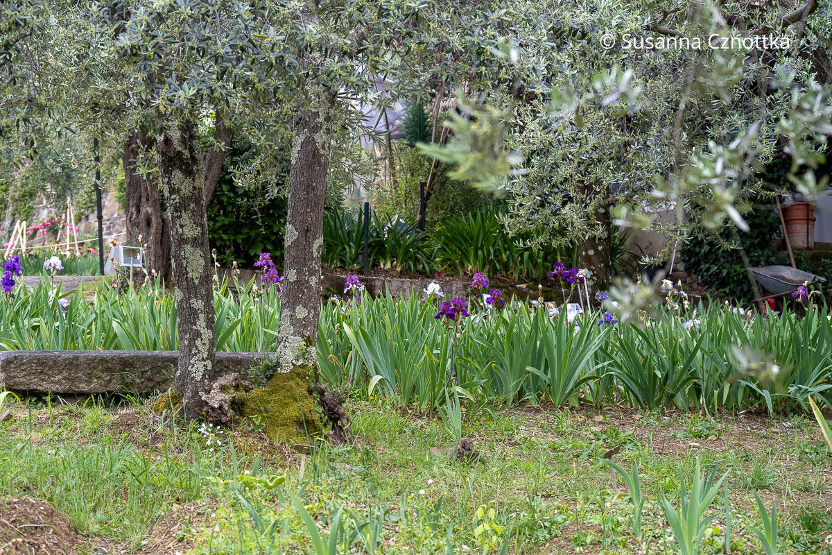 Eine Steinbank unter Olivenbäumen im Irisgarten Florenz