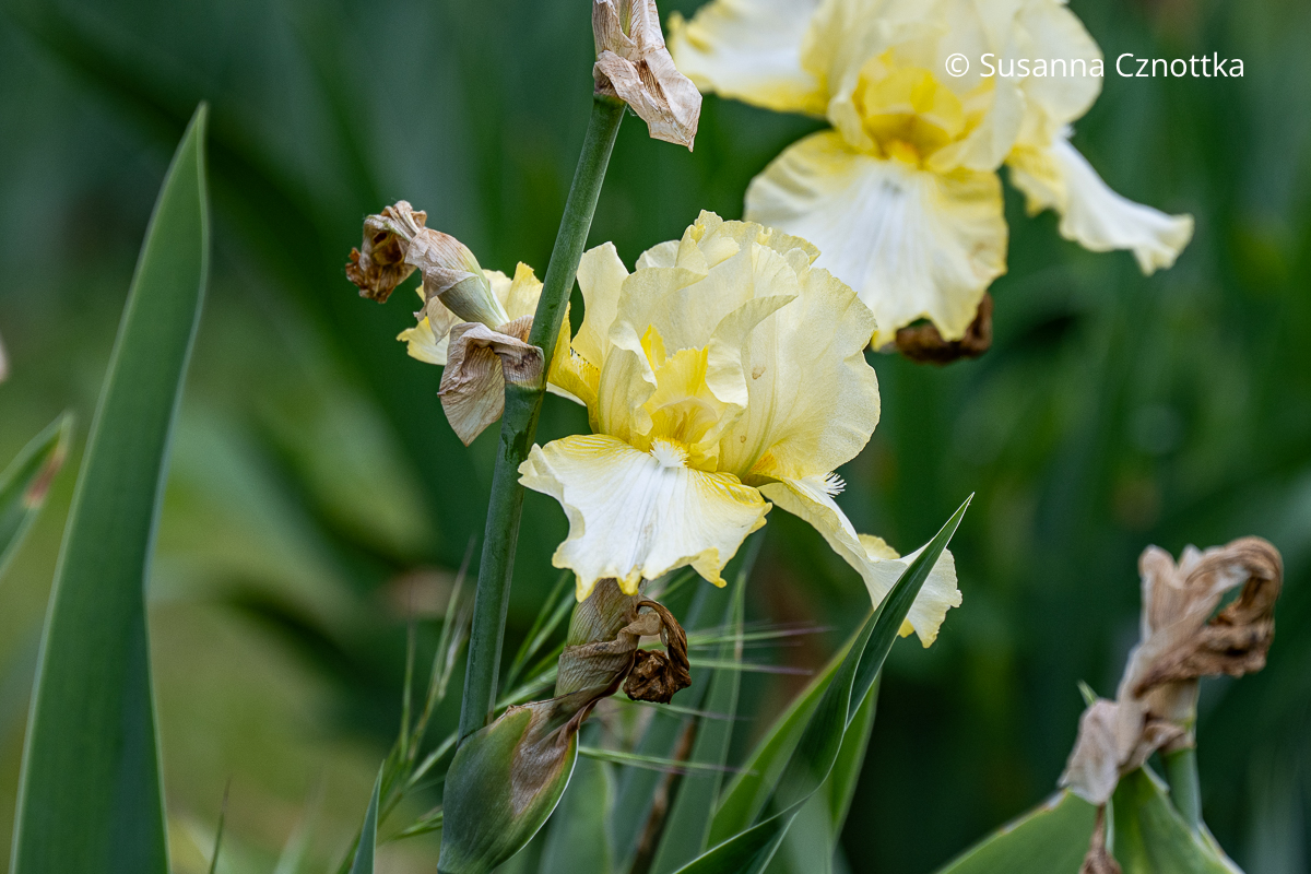 Hohe Bart-Iris (Iris barbata-elatior) 'Early Light' in Cremeweiß und Zitronengelb