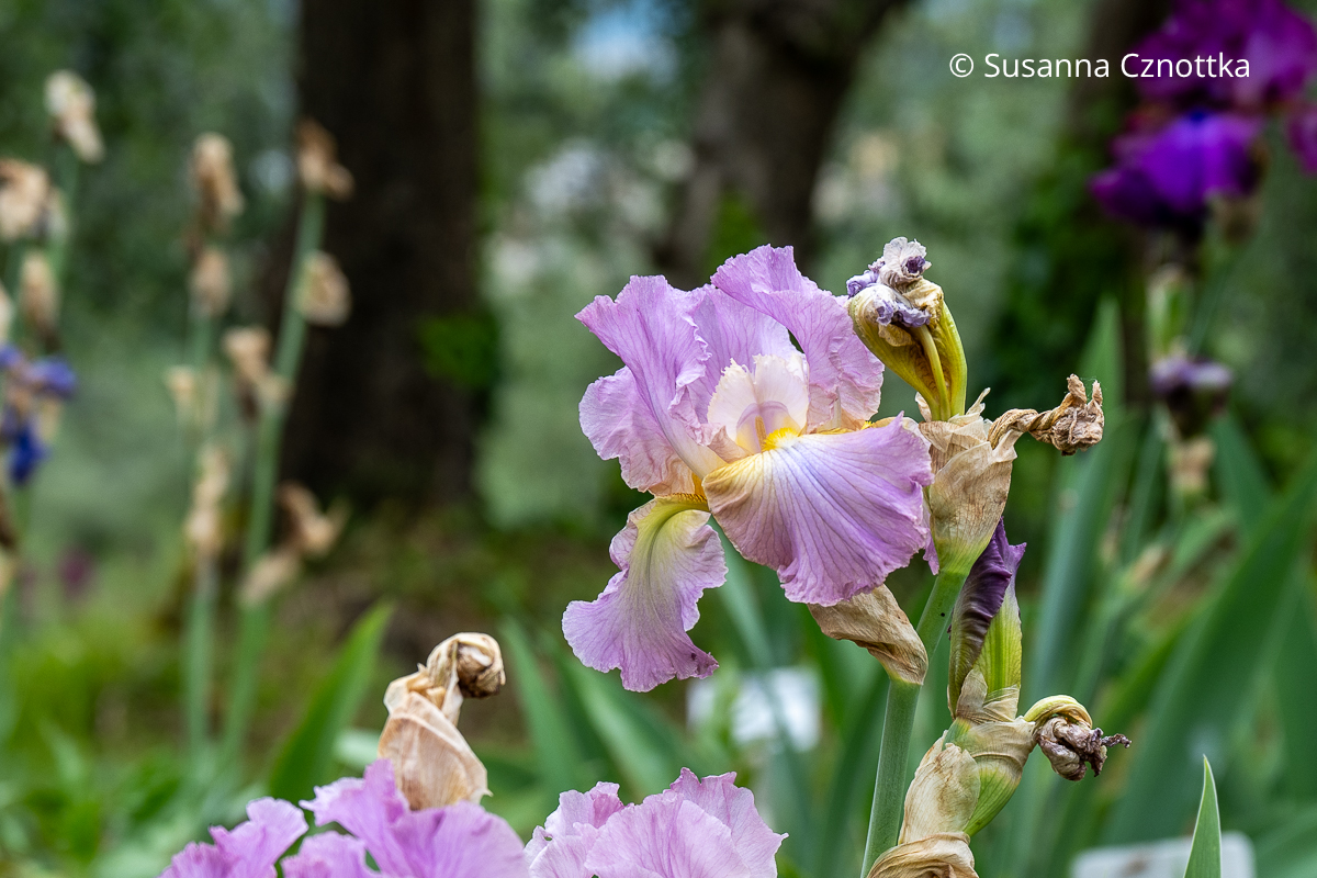 Hohe Bart-Iris (Iris barbata-elatior) 'Joy Dancer' in hellem Violett mit weißer Mitte