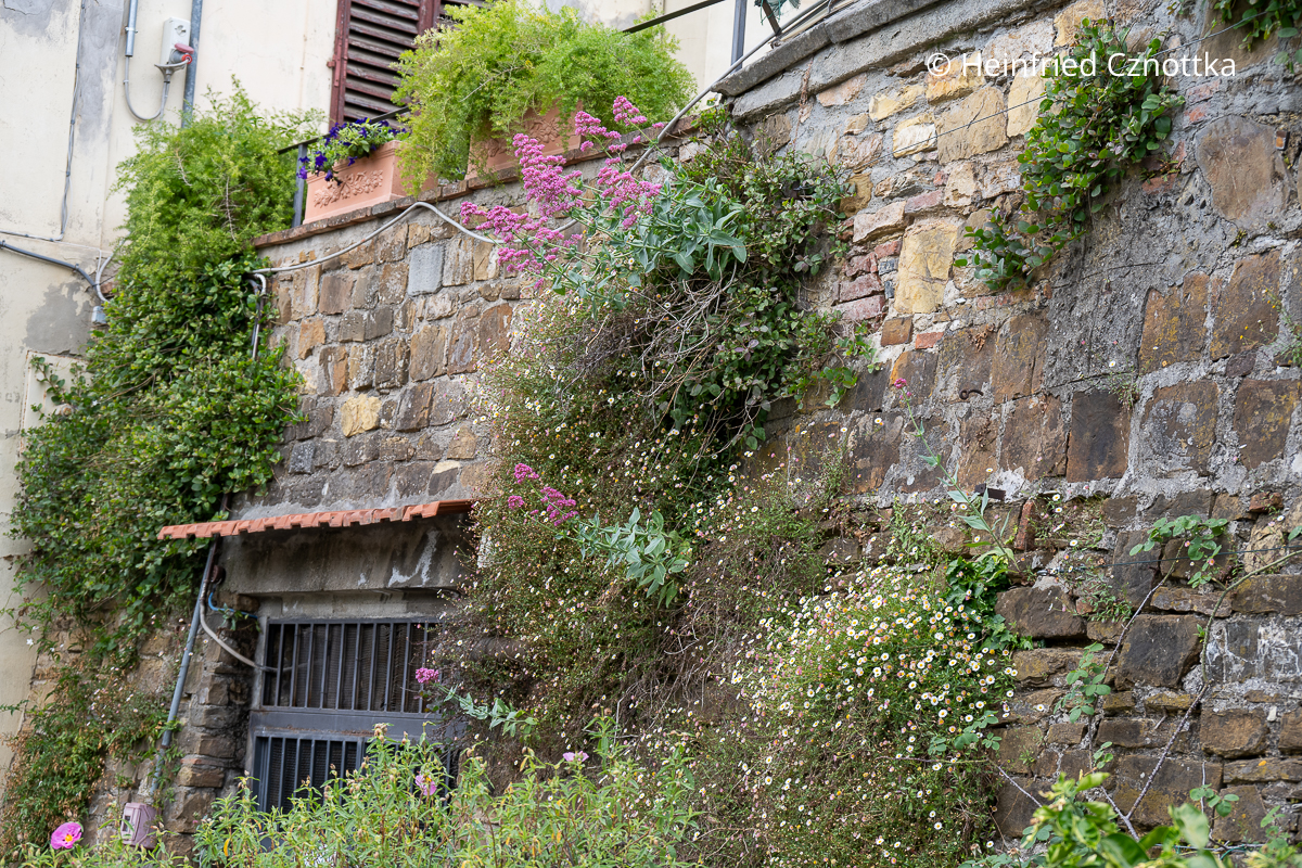 Mexikanische Gänseblümchen (Erigeron karvinskianus) und Rote Spornblumen blühen an einer Mauer