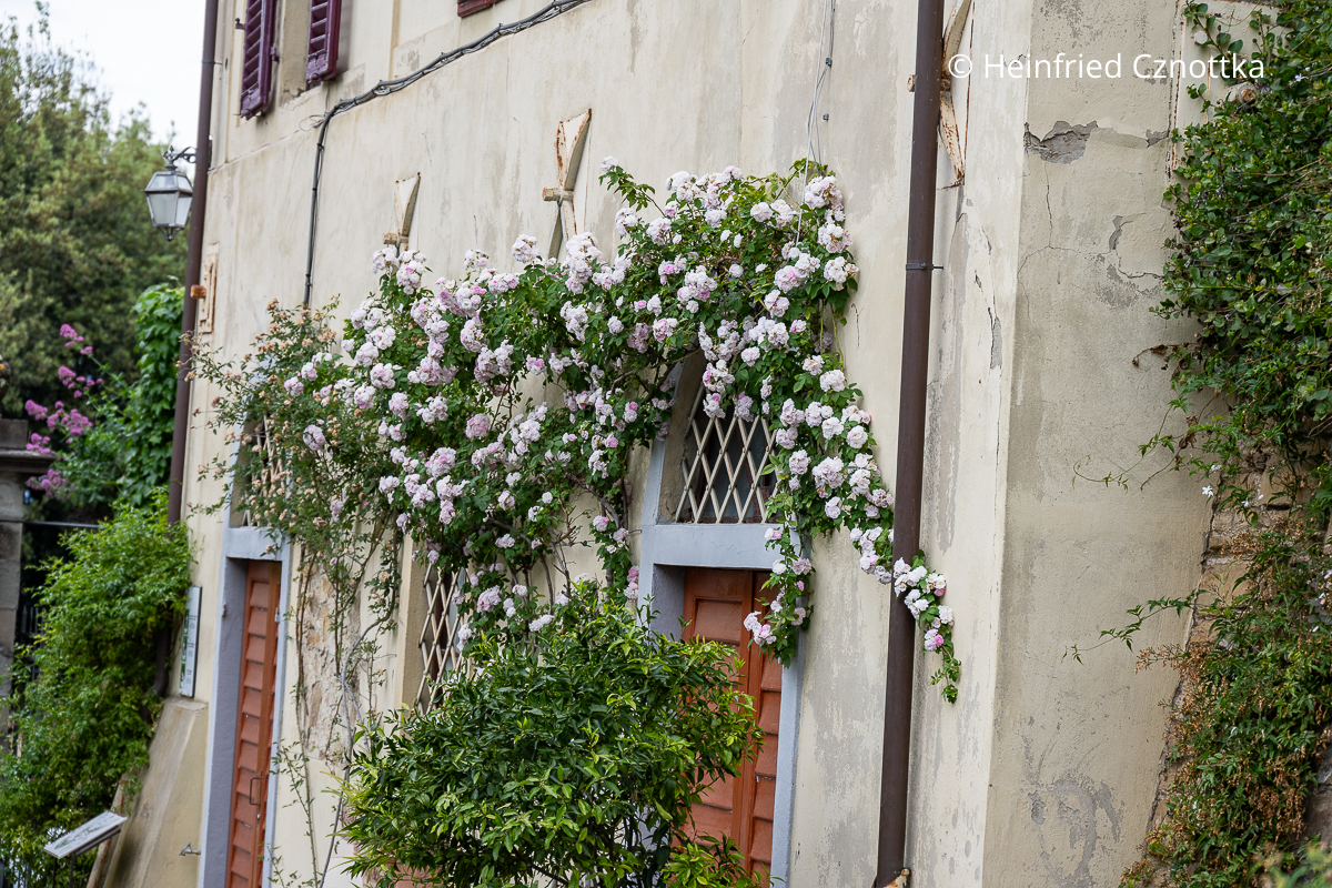 Malerisch: eine Kletterrose an einer Hauswand