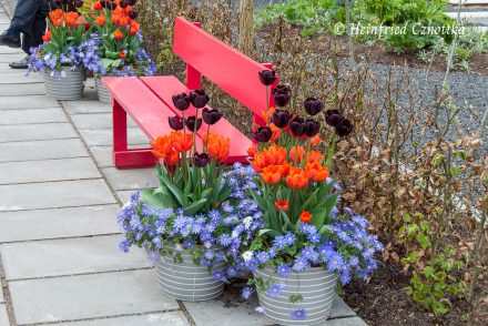Tulpen und blaue Anemonen in Töpfen