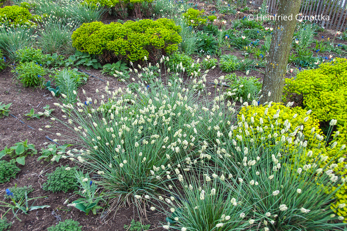Gras mit cremeweißen Blüten: Glänzendes Kopfgras (Sesleria nitida) Gras mit cremeweißen Blüten: Glänzendes Kopfgras (Sesleria nitida)