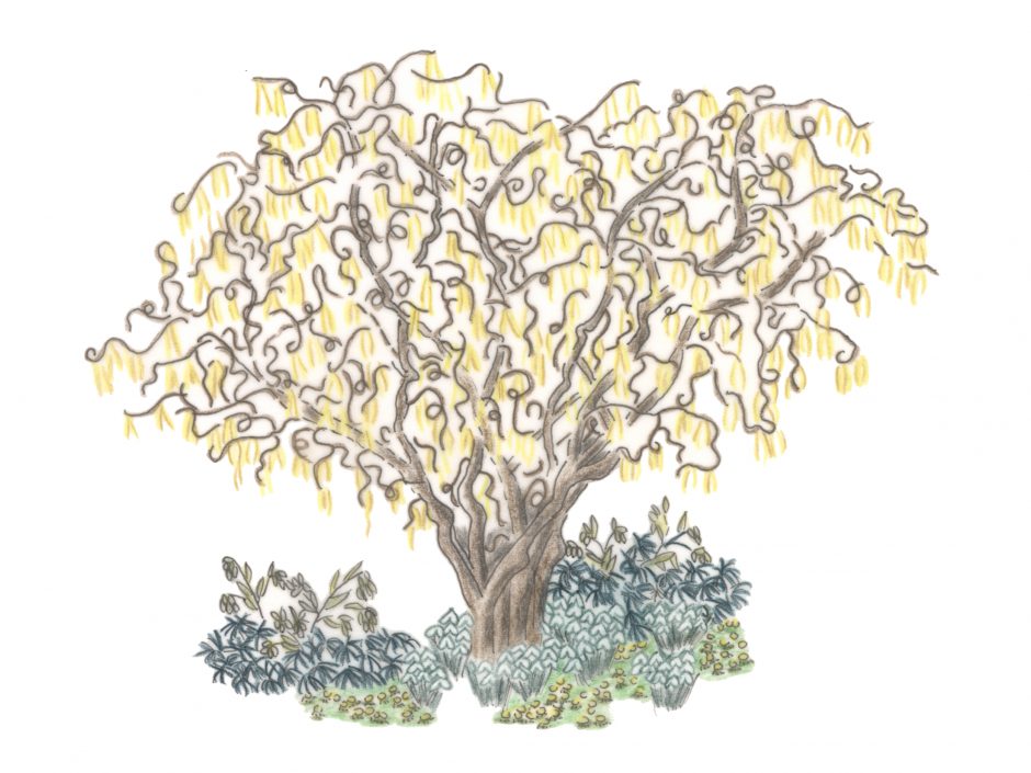 Zeichnung einer Korkenzieher-Haselnuss (Corylus avellana 'Contorta') mit hängenden gelben Kätzchen unterpflanzt mit Stinkender Nieswurz Helleborus foetidus), Winterlingen und Schneeglöckchen