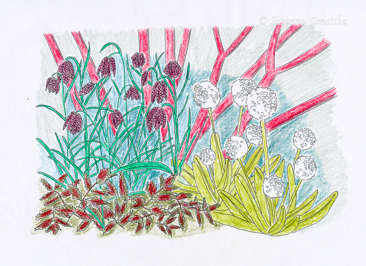 Zeichnung: Schachbrettblume (Fritillaria meleagris) und Kugelprimel (Primula denticulata)