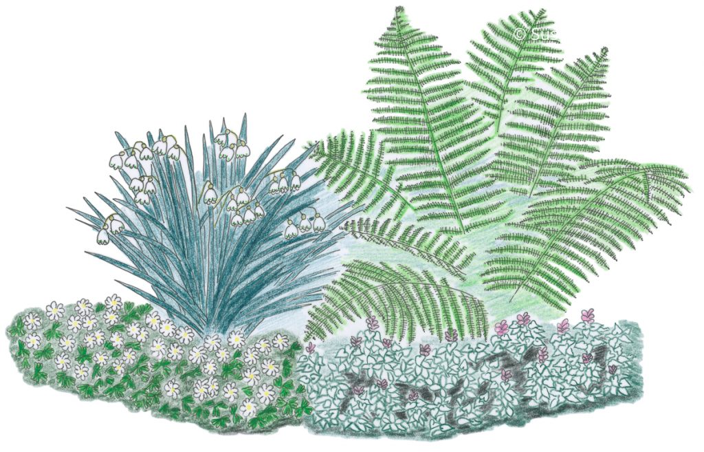 Halbschattenkombination mit Farn und Gefleckter Taubnessel  Einfach Garten