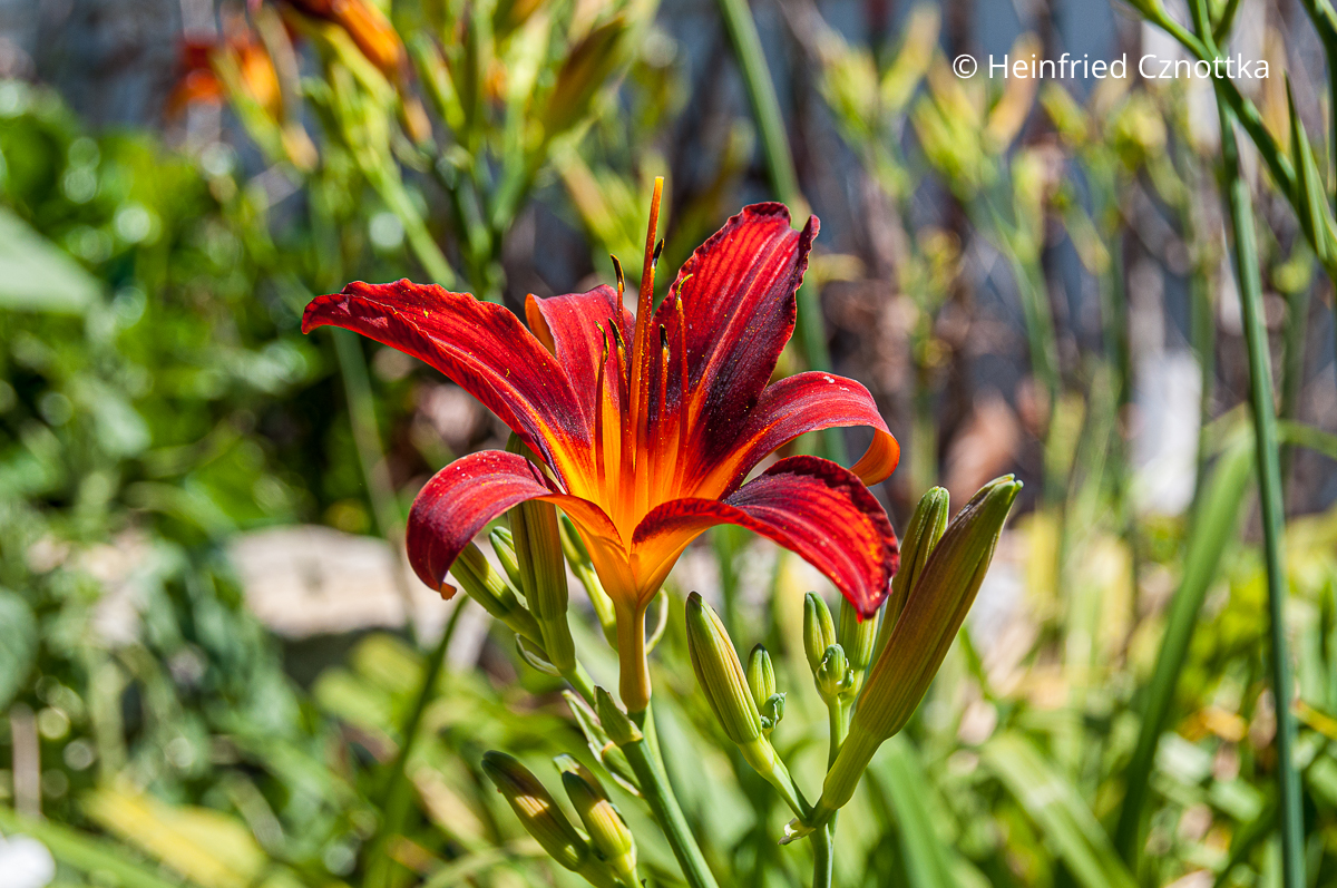 Rote Taglilie (Hemerocallis-Hybride) 'Crimson Pirate' mit orangem Schlund Rote Taglilie (Hemerocallis-Hybride) 'Crimson Pirate' mit orangem Schlund