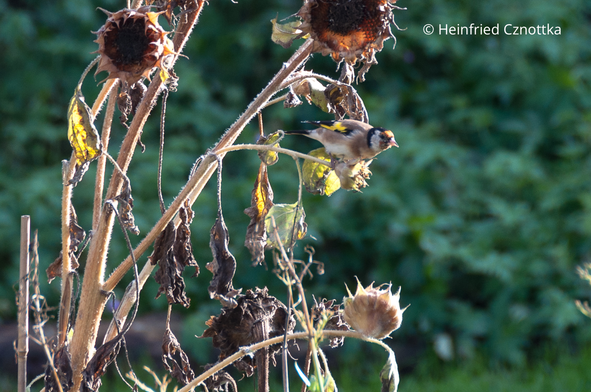 Distelfink auf einer Sonnenblume (Helianthus annuus)