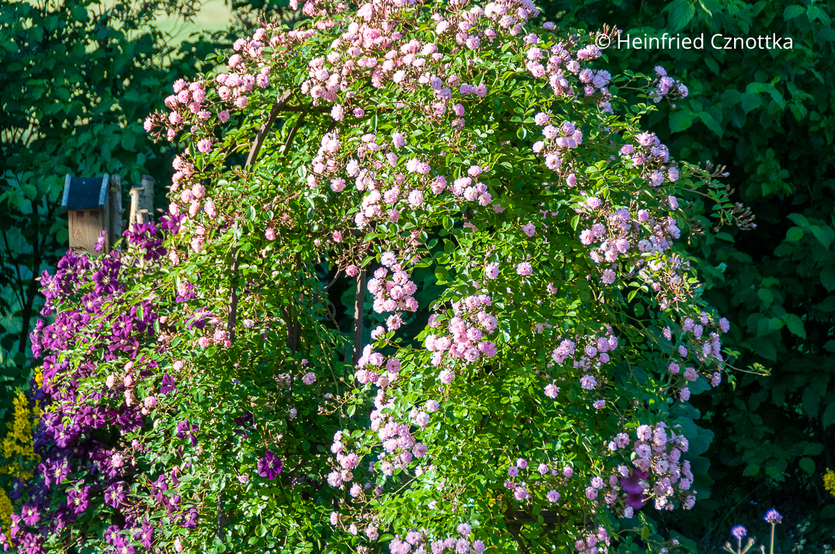 Rosa Ramblerrose 'Utigord Falls' und Italienische Waldrebe (Clematis viticella) 'Etoile Violett' an einem Rosenbogen