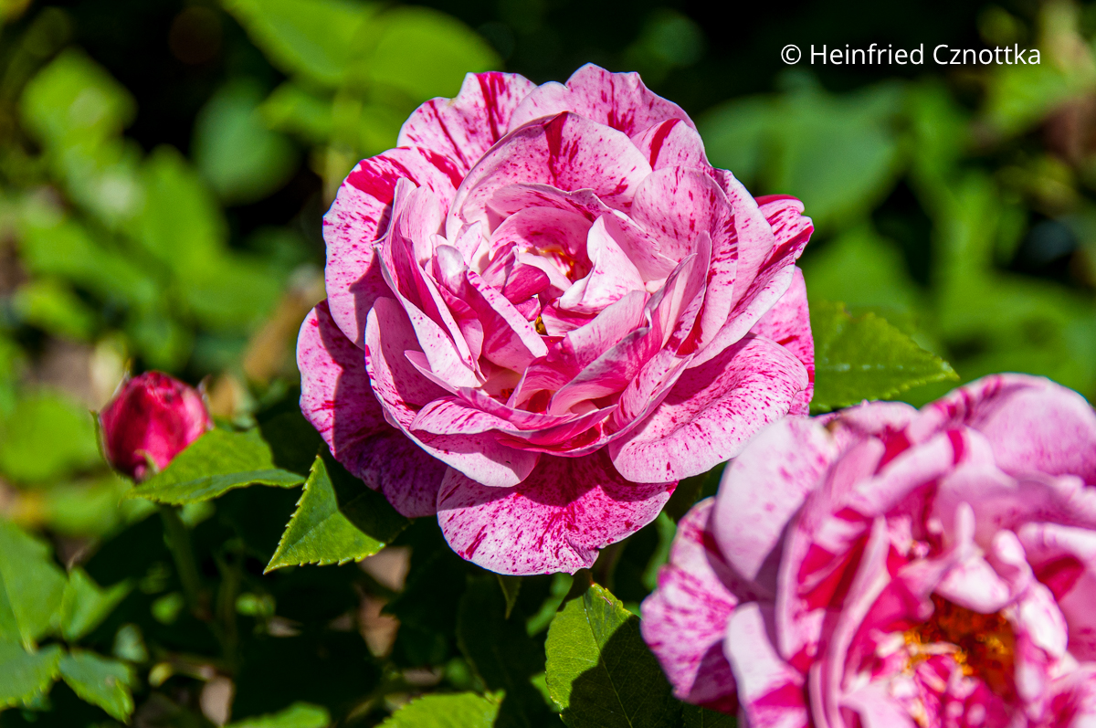 Zweifarbige Blüten der historischen Rose 'Ferdinand Pichard'