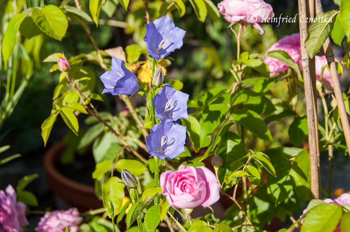 Farbe im Garten: Rose mit Pfirsichblättriger Glockenblume (Campanula persicifolia) in Pastellfarben