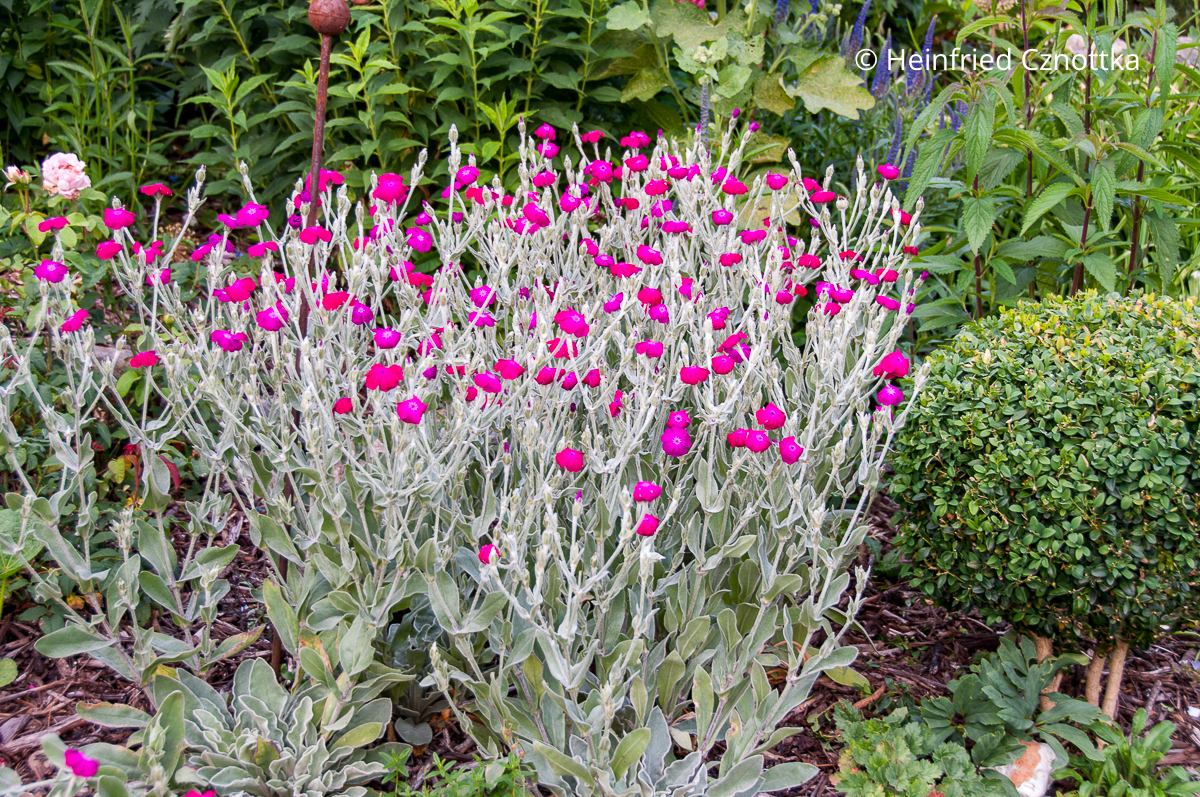 Kurzlebige trockenheitstolerante Staude: Vexier- oder Samtnelke (Silene coronaria) Vexier- oder Samtnelke (Silene coronaria) mit grauen, filzigen Blättern und leuchtend pinken Blüten