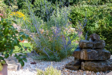 Ein Beet mit einem selbstgebauten Quellstein aus Naturstein Ein Beet mit einem selbstgebauten Quellstein aus Naturstein und einer Blauraute (Salvia yangii)