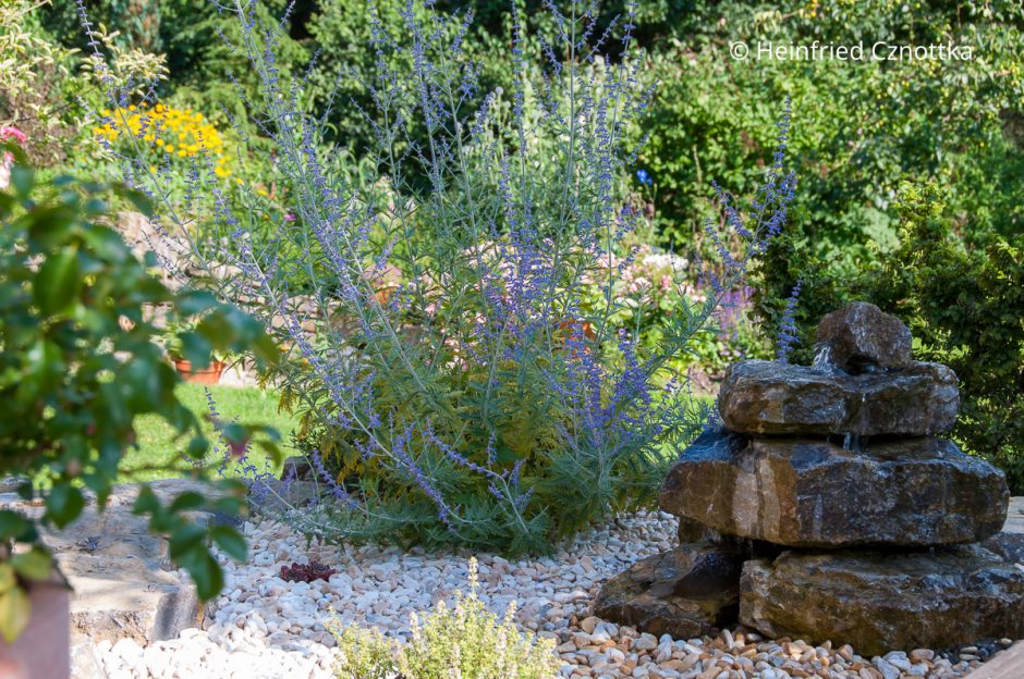 Ein Beet mit einem selbstgebauten Quellstein aus Naturstein und einer Blauraute (Salvia yangii)