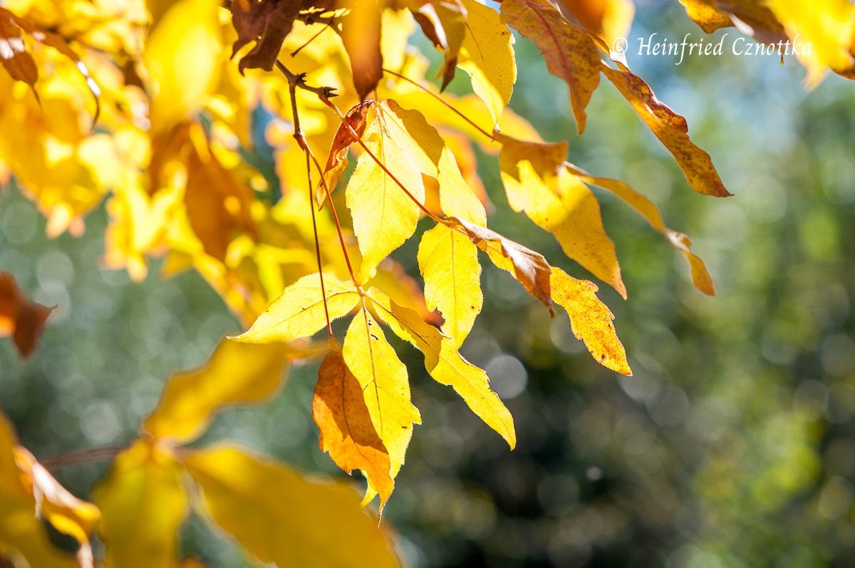Gestalten mit gelben Blättern: blütiger Ahorn (Acer triflorum)