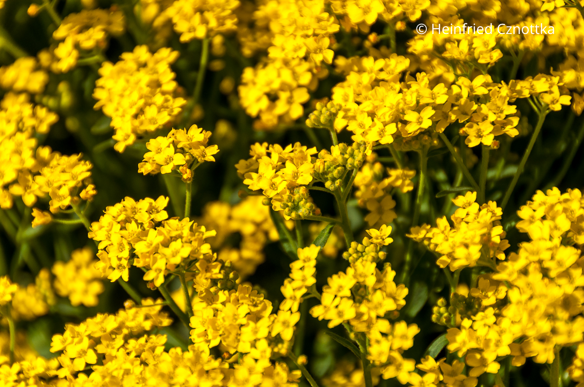 Blüten des Felsen-Steinkrauts (Aurinia saxatilis)