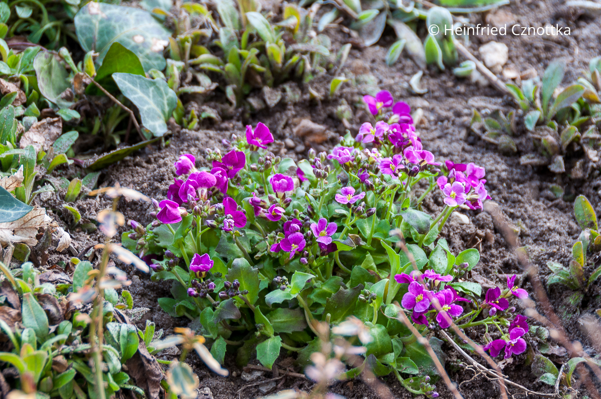 Gänsekresse (Arabis caucasica) 'Pinkie'