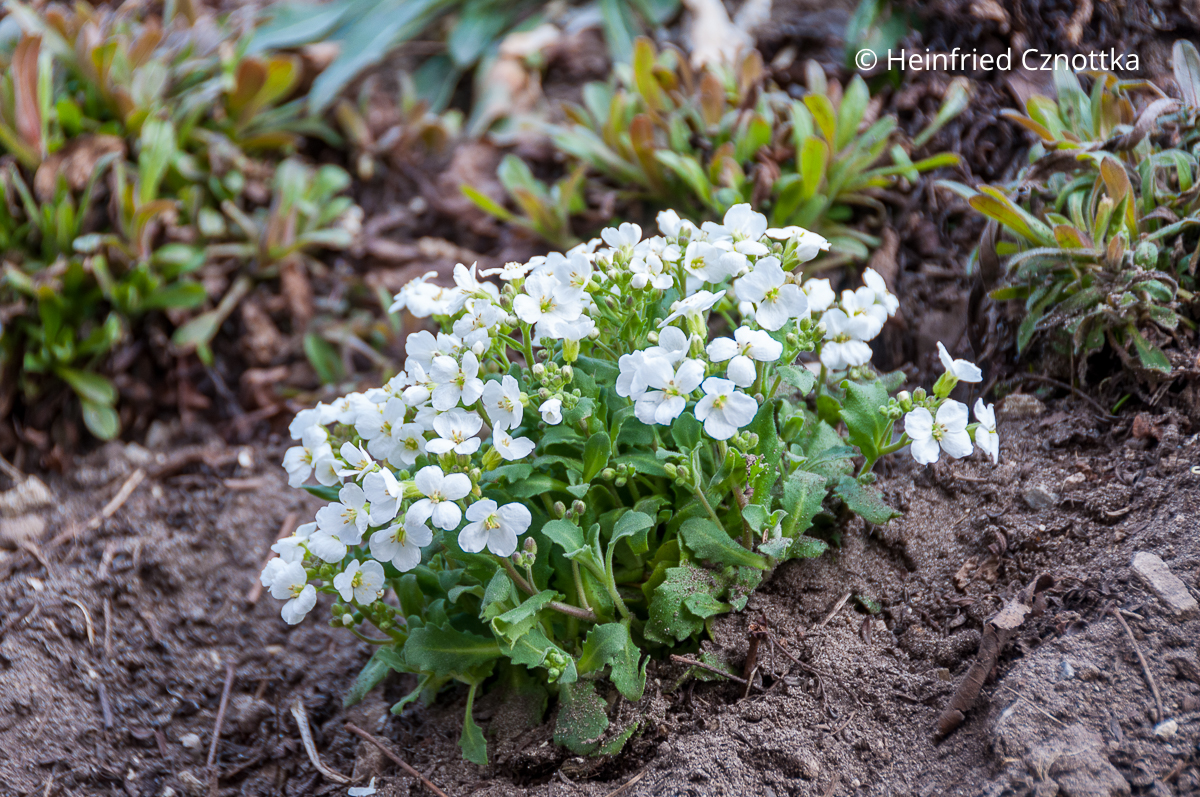 Gänsekresse (Arabis caucasica) 'Schneehaube'