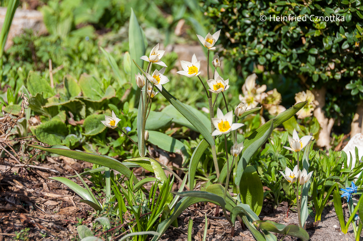 Gnomen-Tulpe (Tulipa turcestanica)