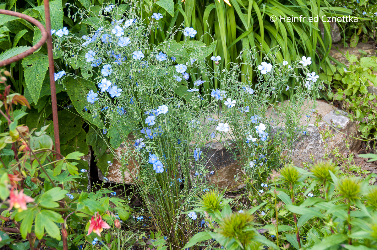 Heimische insektenfreundliche Wildstaude: Blauer Lein (Linum perenne)