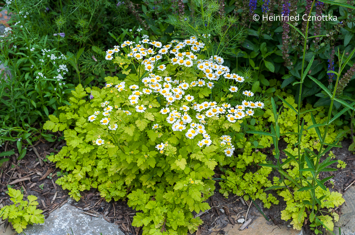 Mutterkraut (Tanacetum parthenium) 'Aureum'