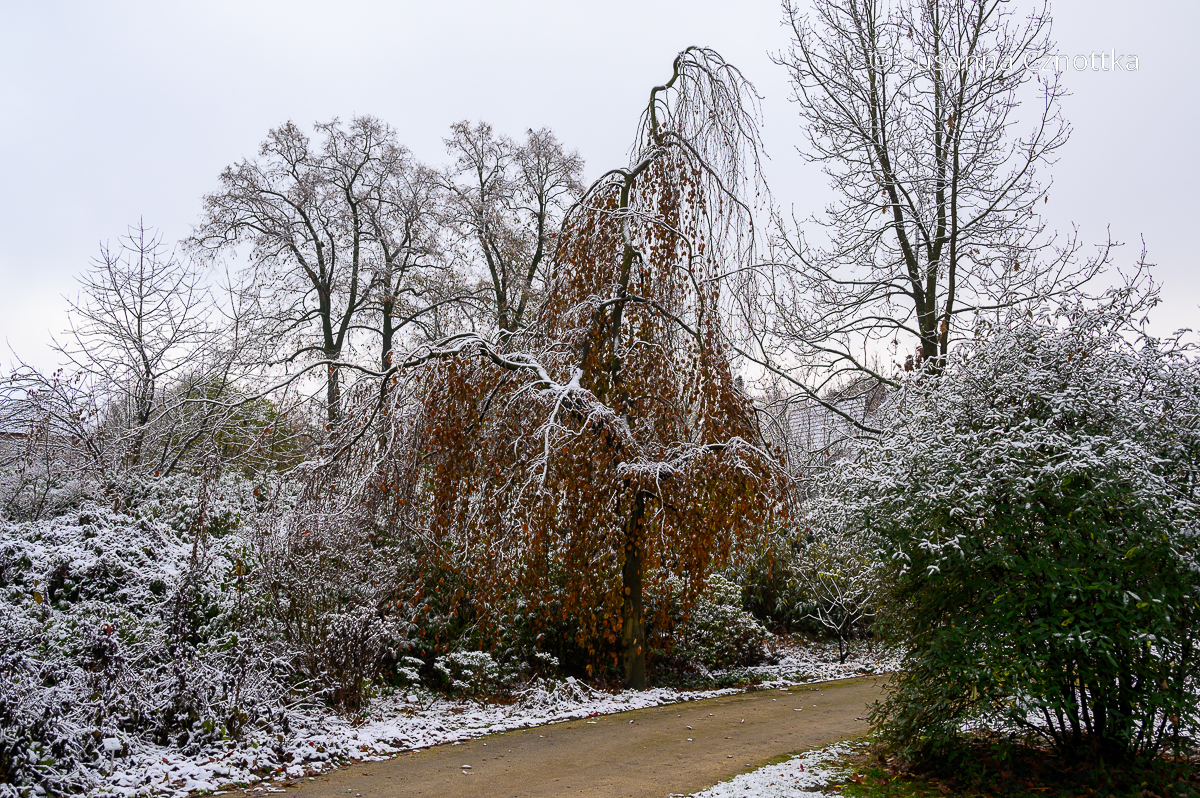 Garten im Winter: die Hänge-Buche bietet ein reizvolles Bild