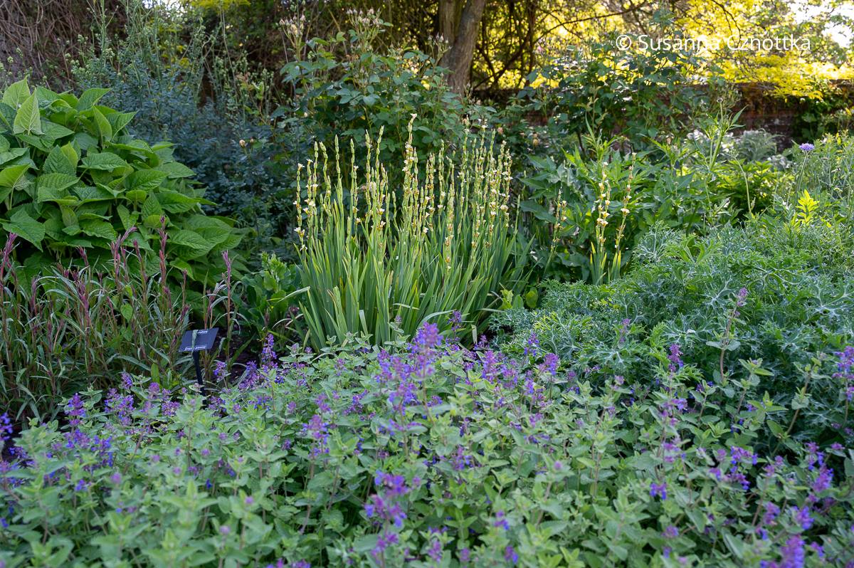Struktur im Beet: Die Binsenlilie setzt aufrechte Akzente