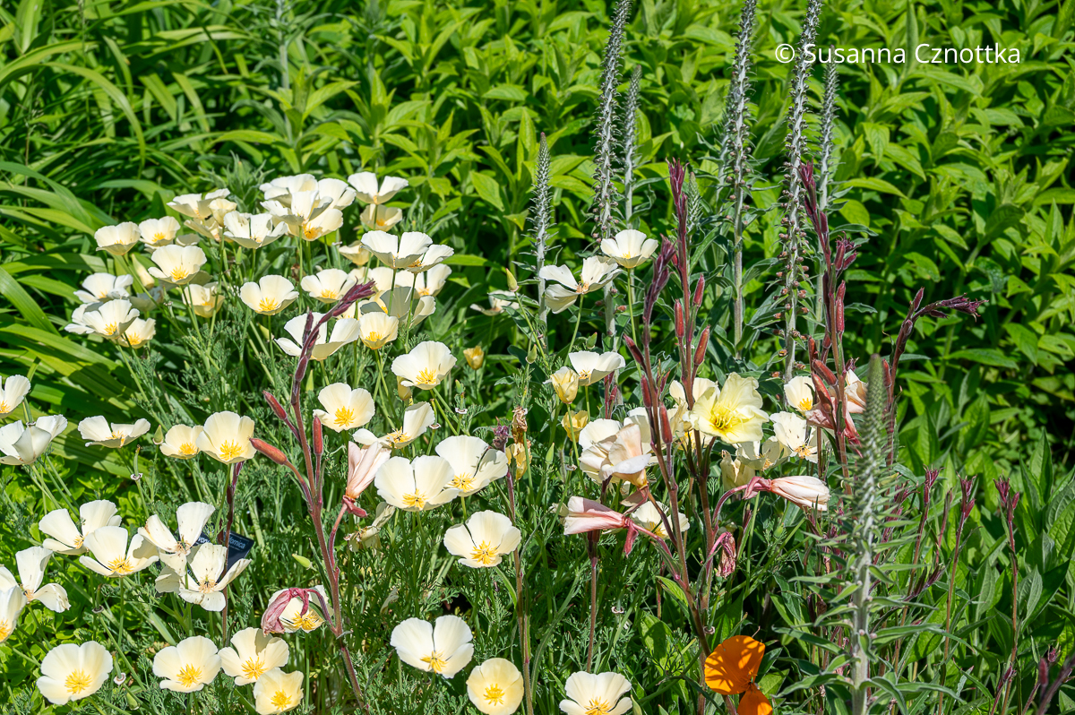 Kalifornischer Mohn (Eschscholzia californica) 'Ivory Castle' und rote Stiele der Nachtkerze Kalifornischer Mohn (Eschscholzia californica) 'Ivory Castle' und rote Stiele der Nachtkerze
