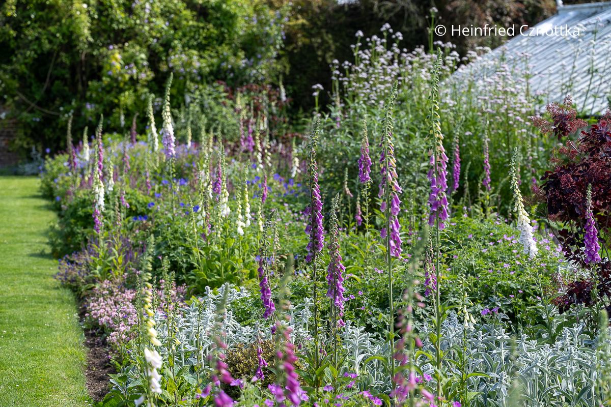Zwischen Wollziest (Stachys byzantina) und anderen Stauden bringt der Fingerhut Höhe in dieses Beet Zwischen Wollziest (Stachys byzantina) und anderen Stauden bringt der Fingerhut in Weiß, Rosa und Purpur Höhe in ein Beet.