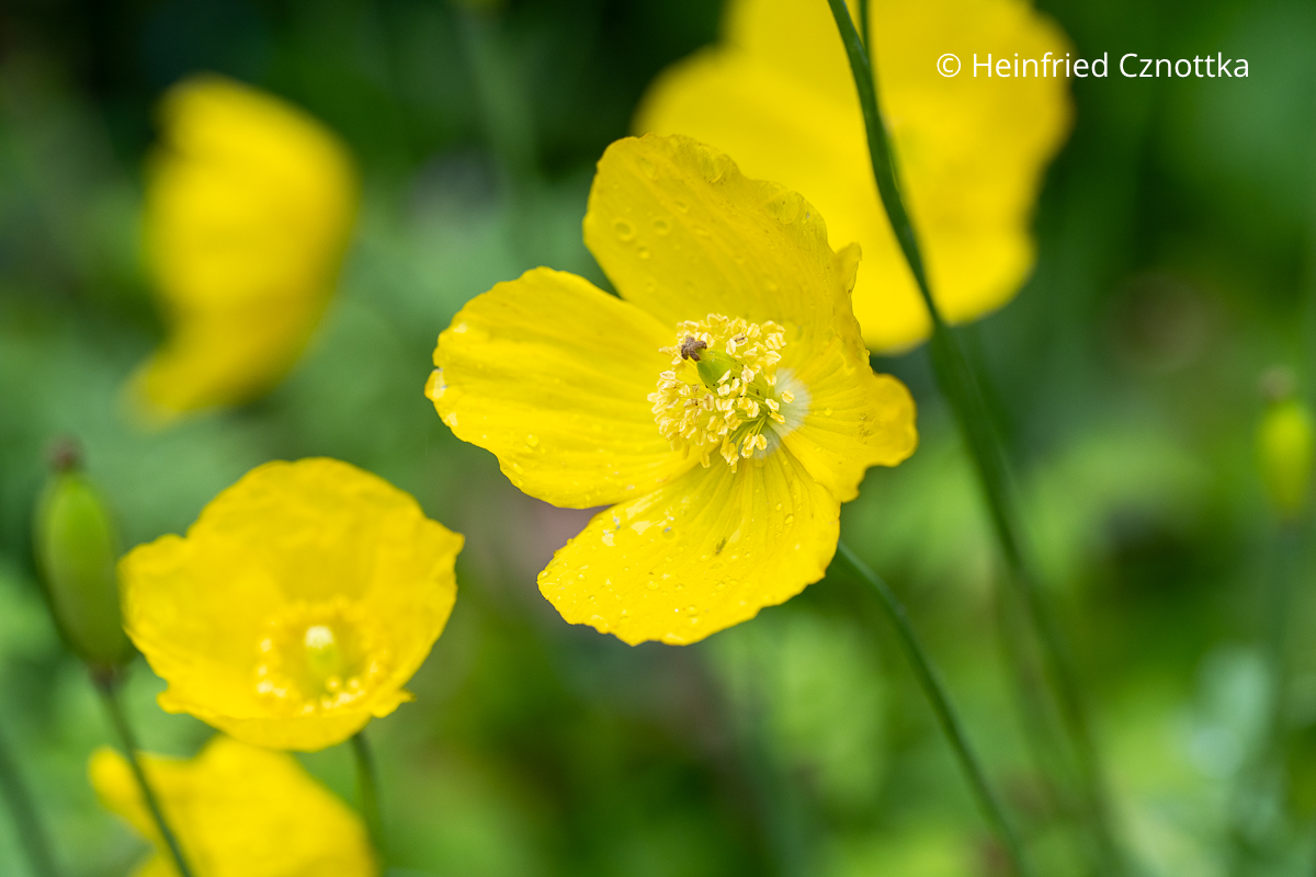 Gelbe Blüten des Waldscheinmohns (Meconopsis cambrica)