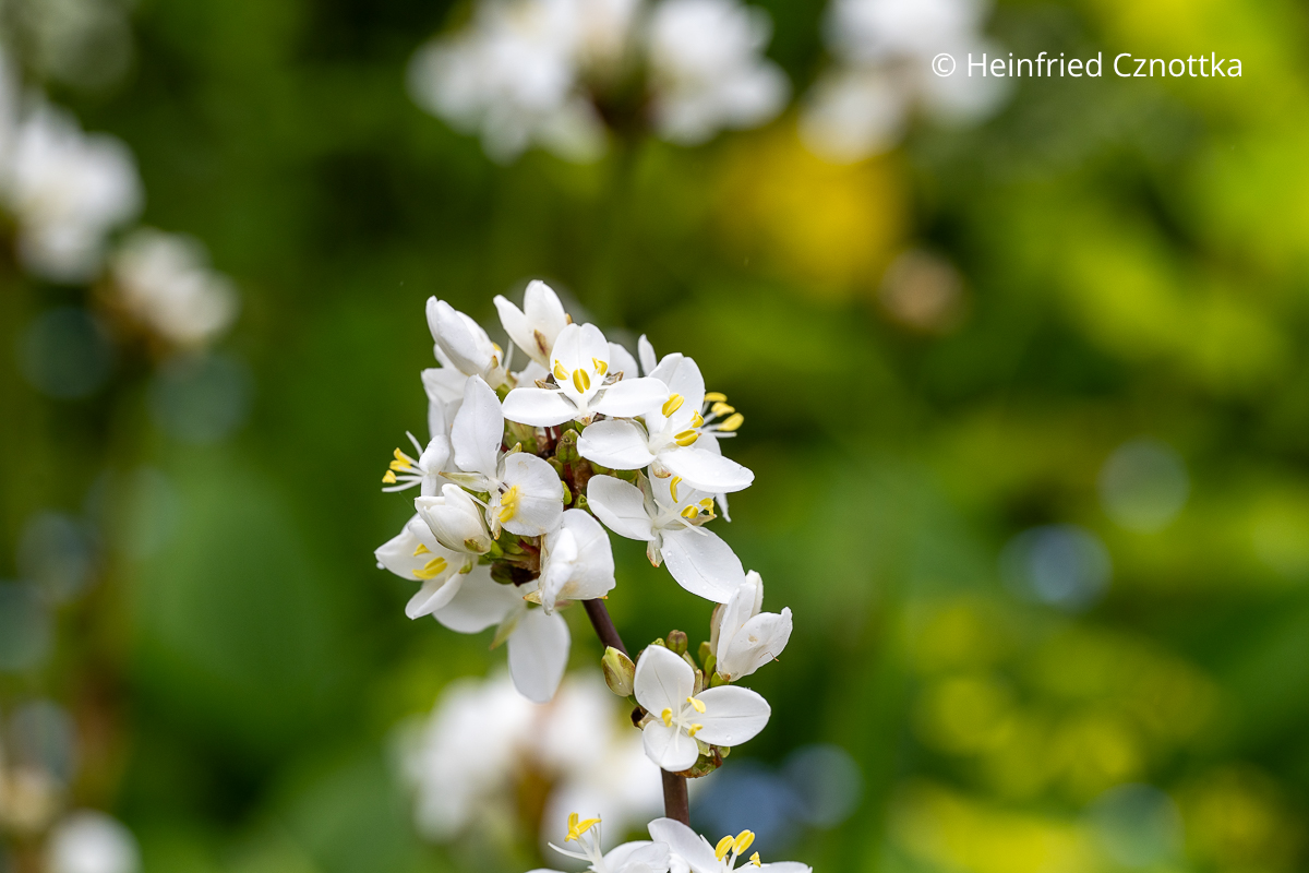 Blüte der Neuseeländer Iris (Libertia grandiflora)
