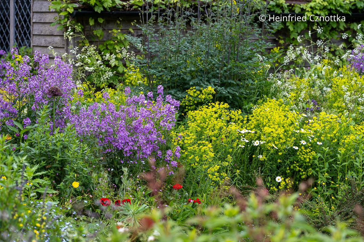 Gewöhnliche Nachtviole (Hesperis matronalis) und Stängelumfassende Gelbdolde (Smyrnium perfoliatum)