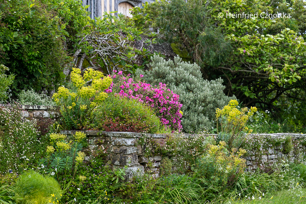 Mittelmeer-Wolfsmilch (Euphorbia characias) und eine üppige Zistrose (Cistus) oberhalb einer Mauer in Great Dixter (Great Dixter House & Gardens)